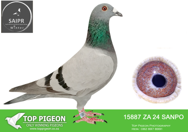 LOT 93 SAIPR OLR – Umberti Lofts- ZA SANPO 15887 2024 · – 1ST HOTSPOT 4 (UN NOMINATED)——-Arrive at the loft with Alwyn Bester pigeon, the two broke away from pack and was full of energy. Started chasing the hen on landing board before entering the loft in first place. Same bred full sister won in 2022 Carnival Loft Winter Race with 1Hour and 5 minutes, She was also the knockout, Goldcup winner..—————–SIRE: ZA 20 CYRIL 342 “189 2” SAMUEL LOFTS. SIRE IS WINX BRED BY JJJ LOFTS – 46TH MDPR AND DAM WERE 43RD MDPR.———-DAM: ZA 19 192567 . BRED OUT OF THE SUPER PAIR. FUL SISTER WON DINOKENG KNOCKOUT.FULL SISTER TO 2ND PLACE CPL CAR RACE. FULL SISTER TO VIC FALLS HOTSPOT WINNER.SEE PEDIGREE!!!