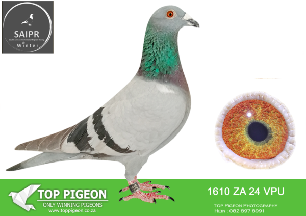.LOT 4 SAIPR OLR – Qui & Sparks- ZA VPU 1610 2024 · -SIRE:20 ZA 243959.Strain GOLDEN CARELLY ACE LINE .Full brother to ZA VPU 8421/21 dam to ZA VPU 6567/23. CURRENTLY 15TH BEST BIRD OVERALL CLUB.———–DAM:ZA 23 NOK 310 Strain Vandenbele.SUPER VANDENABEELE GENETICS.SEE PEDIGREE!!!
