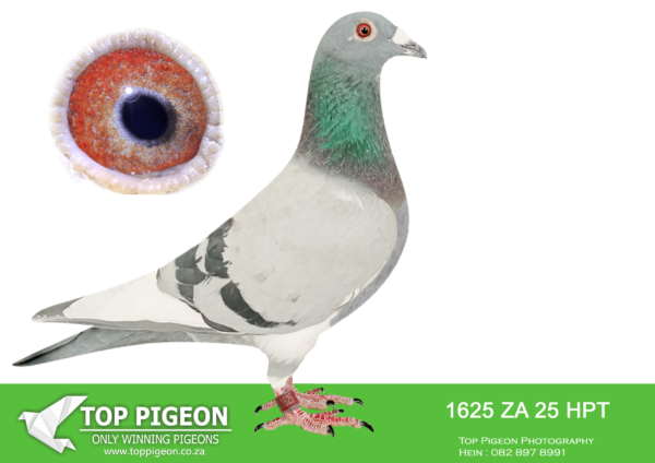 LOT 10 MUNNIK BOTHA – 1625 ZA 25 HPT –