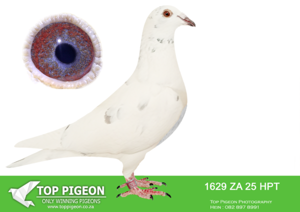 .LOT 1 MUNNIK BOTHA – 1629 ZA 25 HPT –