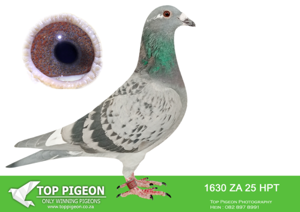 .LOT 5 MUNNIK BOTHA -1630 ZA 25 HPT –