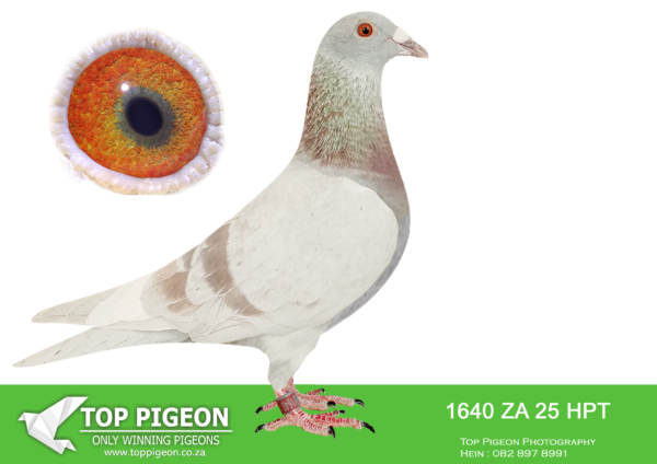 .LOT 3 MUNNIK BOTHA -1640 ZA 25 HPT –