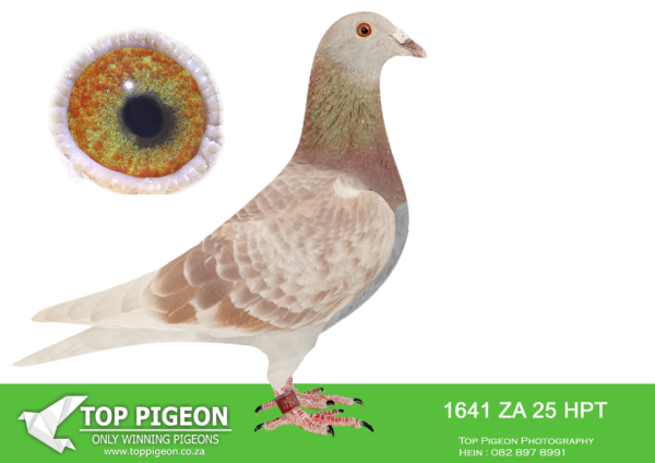 .LOT 7 MUNNIK BOTHA -1641 ZA 25 HPT –