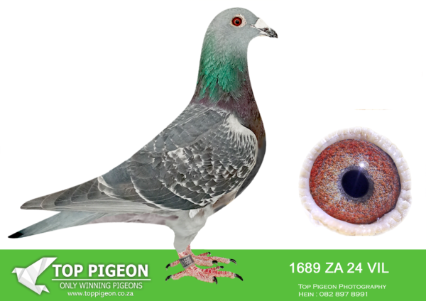 .LOT 5 PIGEON PALACE  -ZA 24 VIL 1689 -The best from Willem de Bruijn ‘King Malie 2nd ACE x ‘Diva von Hurricane’ daughter World breeder Willem de Bruijn “Olympic Hurricane’. These birds are in high demand all over Europe and China at the moment.—————-SIRE: DV 414 20 02884 “KING HURRICANE” WILLEM DE BRUIJN- WORLD CLASS BREEDER- GRANDSON TO WORLD FAMOUS “ OLYMPIC HURRICANE”——DAM: BELG 20 6243141 “NEW KIM 141” GASTON VD WOUWER- BRED FROM FULL BROTHER OF “NEW KIM” MOST EXPENSIVE PIGEON SOLD IN THE WORLD- SEE PEDIGREE!!!!