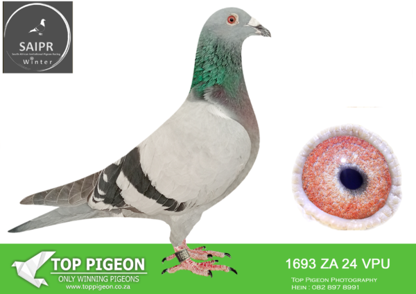 LOT 48 SAIPR OLR – Velocity Racers- ZA VPU 1693 2024  – SIRE:ZA 22 VPU 8686 Alias “SON AND GSON ACES Strain 810 One Left Aces Color: Bb ZA VPU 8686/22-SIRE TO ZA VPU 7194/24-6 Overall Ace, 7th Ace SD, 7th Ace M/D Y/B Series KRPS.————DAM:20 ZA 243691 Alias “SUPER CARELLY” Strain GOLDEN CARELLY ACE LINE Color: BBAR.SEE PEDIGREE!!!