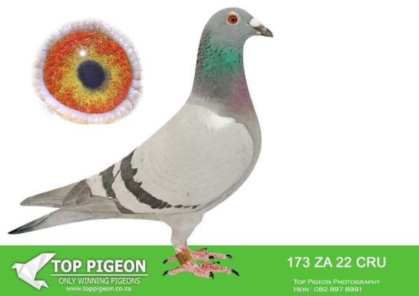 .LOT 1 PIGEON PALACE – ZA 22 CRU 173 –