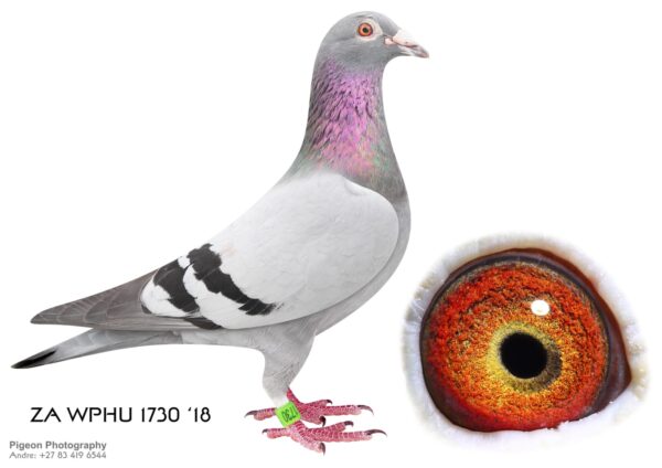 .LOT 2 TSUNAMI LOFTS -ZA 18 WPHU 1730 -SIRE: ZA 16 SVPV 2183 “SIRE NEW DREAM COUPLE”. NEW DREAM COUPLE. THIS COCK IS BRED OUT OF “BOYTJIE” (SOLD FOR R52 000 ON TOP PIGEON) WHEN MATED TO HIS CLICK HEN “JBM’S GIRL (WHO WERE SOLD FOR R86 000 ON TOP PIGEON).———DAM: ZA 17 OOAFRICA 007 “DAM NEW DREAM COUPLE”. SUPERBREEDER 810. HER SIRE IS FULL BROTHER TO “JBM’S GIRL”(WHICH WERE SOLD FOR R86000 ON TOP PIGEON).SEE PEDIGREE!!!!
