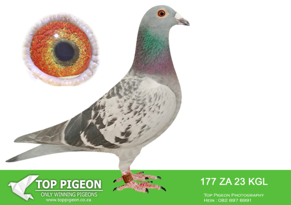 .LOT 4 PIGEON PALACE – ZA 23 KGL 177 –