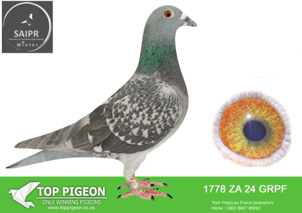 LOT 40 SAIPR OLR – Fred Brough- ZA GRPF 1778 2024 -GRAND AVERAGE ACE PIGEON WINNING R30 000.00 9TH FINAL WINNING R35 0000.00 , 6TH HOTSPOT 3 EQUAL WINNER—————SIRE:3835 GRPF 21. BROUGH. 1ST CLUB TROMBURG 480KM , 1ST CLUB COLESBURG 530km.. very good racers flew 5 times in his career 2022 season he score 3x winner and 2x second then put to stok 1 club 5 fed verkeerdevlei 320km 2 club 49 fed dewetsdorp 399km 2 club reddersburg 430km.————-DAM:5038 BPF/D 23. JJJ VAN DER, LINDE. BRED FOR ME BY JAMES VAN DER LINDE.SEE PEDIGREE!!!