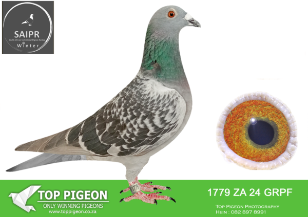 LOT 80 SAIPR OLR – Fred Brough- ZA GRPF 1779 2024*** –