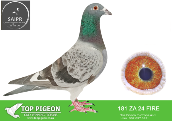 LOT 66 SAIPR OLR – Ignis Fire/Radford/Visser- ZA FIRE 181 2024*** –