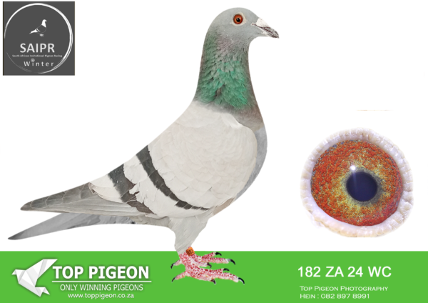 Z..LOT 103 SAIPR OLR – Leocron- ZA WC 182 2024*** –