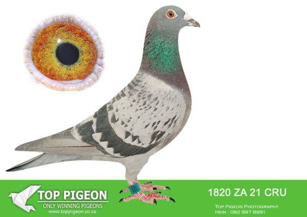 .LOT 3 PIGEON PALACE – ZA 21 CRU 1820