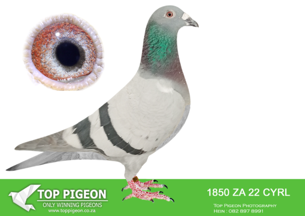 .LOT 7 PIETER BEKKER -ZA 22 CYRL 1850 –