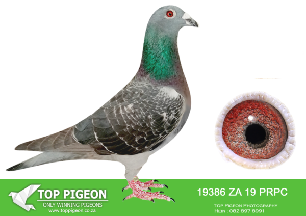 LOT 16 JACO BUCKLE MDTC AUCTION 1 -ZA 19 PRPC 19386 -DIRECT SIBLING TO: ZA 19 PRPC 19321 ”ALI’CIA INBRED TO “ALI” – WINNER SCMDPR 2010, LUDO CLAESSENS & JAN HOOYMANS. MOTHER TO: DV 20 0414 1254 “HALICIA” EQUAL WINNER Million Dollar Test Race (MDTR) 2021 – 600km. & ZA 22 JJJ 884 “STORM”- AFRIKAPRO 2021 – 58th FINAL RACE & 35th ACE PIGEON—————–SIRE CZ 18 0221 416 “BEREMIKA” KAREL KLEMENS Participant SAMDPR 2019 Purchased at SAMDPR Auction 2019—————-DAM ZA PWF 9595 2017 “ANNELINE” JACO BUCKLE MDTC Daughter to “Miry” STRAIN:100% Karel Klemens.SEE PEDIGREE!!!