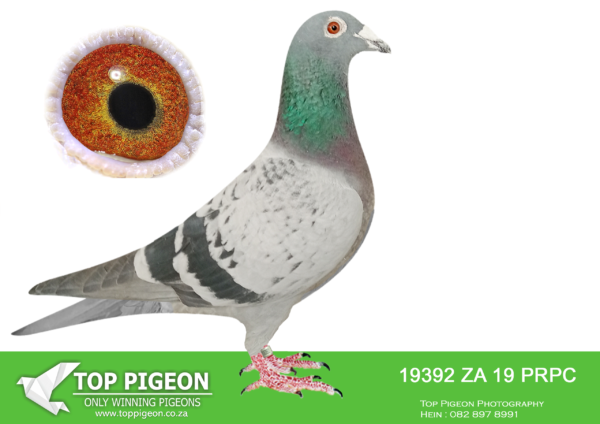 LOT 15 JACO BUCKLE MDTC AUCTION 2 -ZA 19 PRPC 19392 –