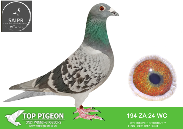 LOT 60 SAIPR OLR – Leocron- za wc 24 194*** –