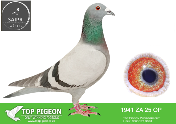 LOT 56 SAIPR OLR – Gerber & Koutsoudis- ZA OP 1941 2025*** -15TH FINAL WINNING R25 000.00—–SIRE:ZAOP-7083-2019. VANDENABEELE/HOUBEN.HIS DAM IS Dam to Union Winners & Grand Dam to 3 XUnion Winners.———–DAM:ZAOP-4114-2018 DYNAMITE PIGEONS DOUBLE WINNER. VERBRUGGEN/FLOR ENGELS/HOUBEN.SEE PEDIGREE!!!
