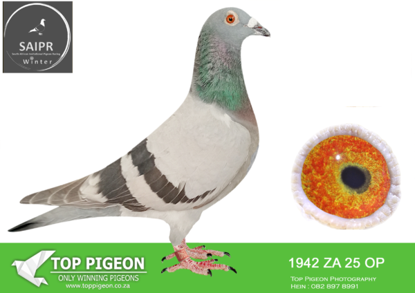Z..LOT 109 SAIPR OLR – Gerber & Koutsoudis- ZA OP 1942 2025 ·  -SIRE:ZAOP-7083-2019. VANDENABEELE/HOUBEN.HIS DAM IS Dam to Union Winners & Grand Dam to 3 XUnion Winners.———–DAM:ZAOP-4114-2018 DYNAMITE PIGEONS DOUBLE WINNER. VERBRUGGEN/FLOR ENGELS/HOUBEN.SEE PEDIGREE!!!