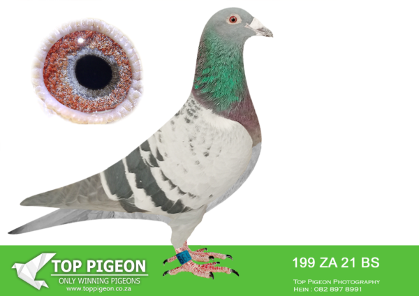 LOT 16 PIETER BEKKER -ZA 21 B&S 199 –
