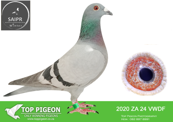 LOT 77 SAIPR OLR – Trinity Lofts- ZA VWDF 2020 2024*** -18TH FINAL WINNING R20 000.00 , 7TH HOTSPOT 3 EQUAL WINNER WINNING R4500.00———–SIRE:376393 ZA 20.Alias “R.A.M Lofts” Strain: Color: Mealy Sire to: – BB H 10103 SSPO 23, 2nd Hanover Derby CFPU 2024 – BB C 10104 SSPO 23, 12th Laingsburg CFPU 2024 – BB C 1697 PDHU 24, 2nd Britstown YL CFPU 25 – BB H 2020 VWDF 24, 20th Colesberg Final at SAIPR Lofts Winter Season 2025 Owned by D Mapker.———–DAM: 8120 ZA 22 SSPO .Color: Blue Bar Full Sister to Top Racers and Breeders! BB H 8120 ZA SSPO is dam to: – BB H 10103 SSPO 23, 2nd Hanover Derby CFPU 2024 – BB C 10104 SSPO 23, 12th Laingsburg CFPU 2024 – BB C 1697 PDHU 24, 2nd Britstown YL CFPU 25 – BB H 2020 VWDF 24, 20th Colesberg Final at SAIPR Lofts Winter Season 2025.SEE PEDIGREE!!!
