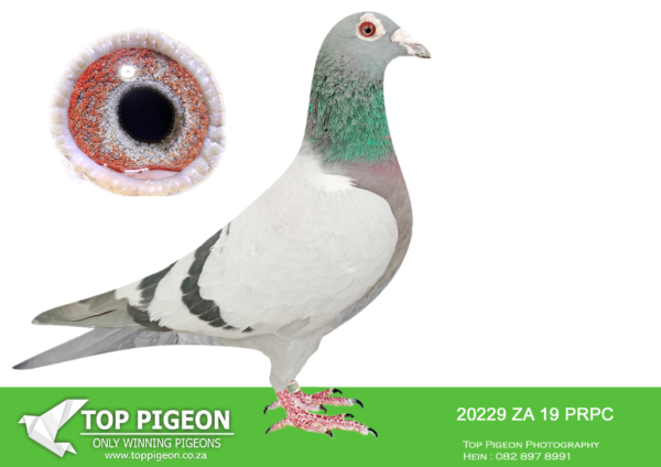 .LOT 6 JACO BUCKLE MDTC AUCTION 2 – ZA 19 PRPC 20229 –