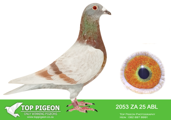 .LOT 9 ALWYN BESTER – 2053 ZA 25 ABL -SIRE:175753 ZA 19 .Strain: Gaston Van De Wouwer Color: Blue Bar Bred from the halfbrother to “NEW KIM”,sold for 1.6 million euro, when mated to another super Gaston van de Wouwer import hen.————DAM:6062 ZA 22 ODRA.Strain: Alwyn Bester Color: Mealy. SIRE IS HALF BROTHER TO “AMIRA” SANPO GOLD MEDAL WINNER AND SOLD FOR R252000.00 ON TOPPIGEON.SEE PEDIGREE!!!