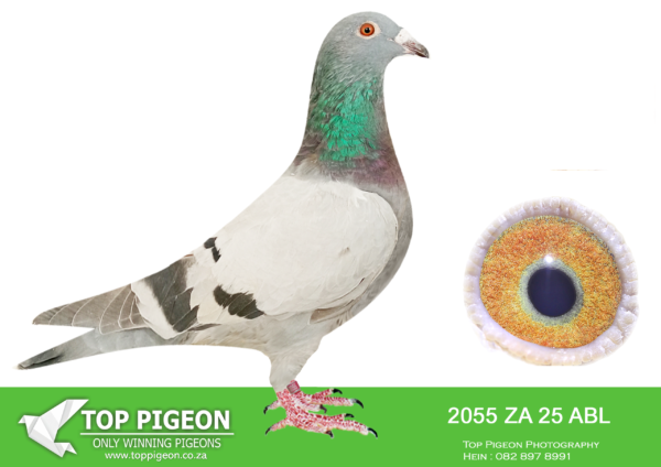 LOT 10 ALWYN BESTER – 2055 ZA 25 ABL -SIRE:90691 ZA 18 .Strain: Alwyn Bester Color: Blue Chequer Nestmate brother to “TURBO KITTEL’s” father.90691 has bred numerous winners for Barend Greyling in the last few seasons. Full brother and sister mating to “Golden TT’. These birds cross breeding ability is highly successful for many fanciers across South Africa. This is a once off offer. SUPER BREEDER.————-DAM: 6068 ZA 22 ODRA .Alias “Kimtel” Strain: Alwyn Bester Color: Blue Bar True banker and excellent breeder and racer,already bred many top winners. OLR genetics.SEE PEDIGREE!!!