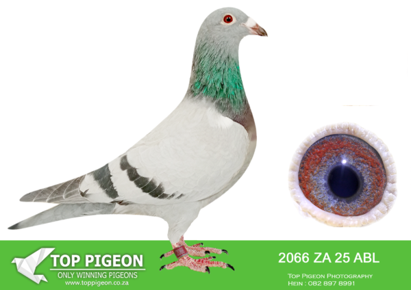 .LOT 1 ALWYN BESTER – 2066 ZA 25 ABL -SIRE:19772 TR 24 .Alias “PORSCHE 772” Strain: Alpdag Brothers Color: Pencil P Inbred to the best of “PORSCHE 911”.————DAM:9508754 NL 23.Strain: Pipa Elite Center Color: Blue Bar Grandchild to”PORSCHE 911″ x “LOUISE”. Bred from a full brother and sister mating. Dam to ZA ABL 1310 2024. 4th SAIPR SUMMER FINAL 2025. Equal winner on the drop ,lost by 4 seconds.SEE PEDIGREE!!!!