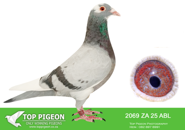 .LOT 2 ALWYN BESTER – 2069 ZA 25 ABL -SIRE: 483 ZA 21 ABL.Strain: Alwyn Bester Color: Blue Bar 483 is bred from a son of “Concorde”,SANPO GOLD MEDAL OVERALL 2015 mated to his half sister and then mated to a full sister to “Concorde”. Two super performing pigeons.————–DAM: 2369 ZA 20 PWDU .Strain: Alwyn Bester Color: BLUE BAR PIED.SEE PEDIGREE!!!