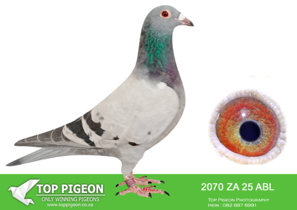 .LOT 6 ALWYN BESTER – 2070 ZA 25 ABL – SIRE: 483 ZA 21 ABL.Strain: Alwyn Bester Color: Blue Bar 483 is bred from a son of “Concorde”,SANPO GOLD MEDAL OVERALL 2015 mated to his half sister and then mated to a full sister to “Concorde”. Two super performing pigeons.————–DAM: 2369 ZA 20 PWDU .Strain: Alwyn Bester Color: BLUE BAR PIED.SEE PEDIGREE!!!