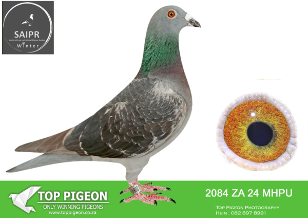 LOT 20 SAIPR OLR – Frik Stander- za mhpu 24 2084 ·3RD FINAL RACE ,  CHALLENGE RACE WINNER WINNING R100 000.00 , 4TH HOTSPOT 3 EQUAL WINNER————- SIRE:Ring: Cyrills 15 3750 Strain: Kaasboer Color: B/C.————-DAM:Ring: TRPF 20. 4866 Strain: Veenstra Color: B/C. DAM IS A 4 X WINNER.SEE PEDIGREE!!!