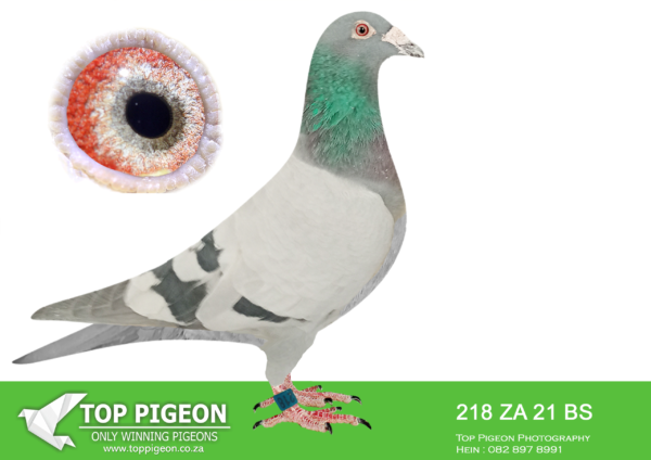 LOT 14 PIETER BEKKER -ZA 21 B&S 218 –