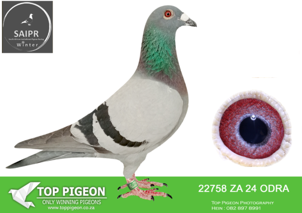 LOT 45 SAIPR OLR – Andre & Juan- za odra 24 22758  – 3rd G/average winner SAIPR 2025. WINNING R15 000.00—————-SIRE:ZA 16 OERF 6508 . Alias “Flash” Strain: Sierens/Lock The result of mating two of the most successful bloodlines in the RSA together. They keep on producing year after year with country wide success.This cock bred many good racers including the Reddersburg Combine winner 2024.————DAM:ZA 16 OERF 09788.Alias “”Lightning”” Strain: Sablon/Lock/Cross SANPO Bronze Medalist Short distance 2018.The Federation Gold medalist middle distance and Gold medalist overall ACE pigeon 2018. She beat the nearest competition by a margin.She is dam to middle distance Ace 2020 and many top racers.Dam to Federation Combine winner from Reddersburg 2024. SEE PEDIGREE!!!