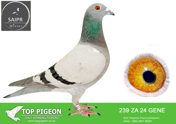 LOT 82 SAIPR OLR – JJJ vd Linde & Banie Faber- za gene 24 239***  –