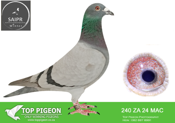 LOT 29 SAIPR OLR – Ninja 2- za mac 24 240 ·  – SIRE :129 ZA 21 VPU . NINJA LOFTS.———DAM:1790 ZA 17 VPU. NINJA LOFTS.SEE PEDIGREE!!!