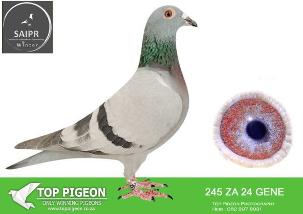 LOT 92 SAIPR OLR – JJJ vd Linde & Van Staden Qualygrow-za gene 24 245*** -15TH ACE PIGEON , 6TH HOTSPOT 2 ————SIRE:3025 BPF/D 22 ZA Alias “JJJ’S WIND RUNNER 2ND ACE” Strain: JJ Van Der Linde Color: Blue Bar 2ND ACE OLR GENETIC 2023,EQUAL WINNER 2ND OLR GENETIC RACE 9. 585KM 1377MPM 2023, SISTER FROM SIRE SIDE EQUAL WINNER 2ND BY 4 MINUTES OLR FINAL DINOKENG 2022 ONLY TWO BIRDS ON THE DROP!!!!————–DAM:Alias “OLR SONSKYN 1ST ACE” Strain: TOURNIER/CATRYSSE/HERMANS Color: Blue Check SUPER RACER 1ST ACE BIRD OLR SONSKYN IST VENTERSBURG 365 KM. EQUAL WINNER WINBURG 414 KM, 2ND EDENBURG 630 KM, 3RD FINAL COLESBERG 724 KM.SEE PEDIGREE!!!
