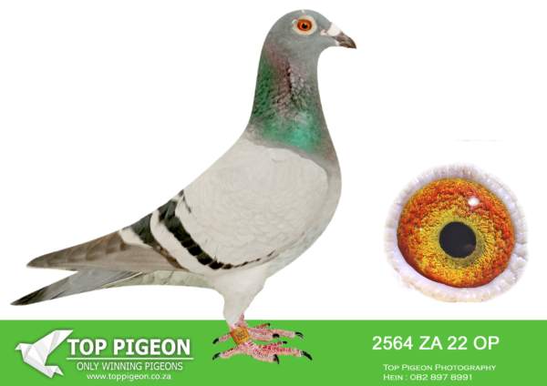 .LOT 1 PIGEON PALACE  – ZA 22 OP 2564 -1. Acebird Allflight Carinaval loft ’23 3. Final race This little blue hen was one of the best ever birds entered at Allflight. Carnival lofts. performed under extreme conditions in the summer heat. Bred by Koutsoudis lofts sold for R40 000. Top breeder. Dam to a Beaufort- West federation winner by an hour in the TRPF !———————SIRE:ZAOP-17-50412 C ‘Power Marieke’ Vandenabeele.Son of Pocket Power. Winner of 1. WCPTA Beaufort-Wes 370km 1474 mpm 6208 pigeons. Also 1st Combine 5252 pig 590km.—————-DAM:ZAOP-18-4008 H ‘Beauty’ Vandenabeele.Double union winner. Superb breeding hen that passes winning genes down to her progeny.SEE PEDIGREE!!!!