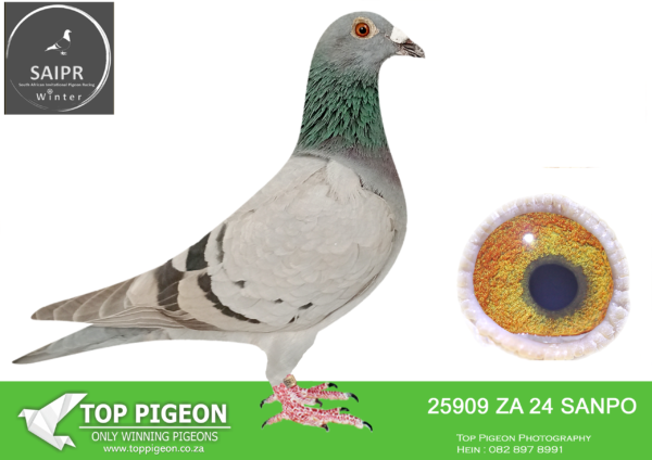 LOT 50 SAIPR OLR – TOPPIGEON/BENEKE LOFTS- ZA SANPO 25909 2024 · Double Grand Slam -SAIPR FINAL WINNER WINTER 2025 – WINNING R500 000.00 ON SPEED OF 1208 MPM NESTMATE TO HOTSPOT 6 WINNER CARNIVAL LOFT 2025 436KM 616 PIGEONS WINNING VELOCITY 1207 MPM————SIRE:11440 QTR 23 “THE 440” . UMM BIRKA LOFT SIRE TO SAIPR FINAL WINNER ’25 FULL SIBLING TO: 23RD RACE 10 AFRIKAPRO 2024. 33RD RACE 9 AFRIKAPRO 2024.————-DAM:10086 TRPF 23 BB HIGHLANDER REDS SAME BRED 2ND FINAL SAIPR ’23 R240 000.00 DAM TO SAIPR FINAL WINNER ’25.SEE PEDIGREE!!!