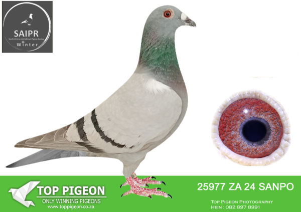 LOT 21 SAIPR OLR – KARELAINE- ZA SANPO 25977 2024*** · KARELAINE -SIRE:SIRE:2961 ZA GPU 21. KAASBOER CROSS. BRED OUT OF A SUPER CLICK PAIR FROM GJT LOFTS.————–DAM:3158 ZA GPU 23 Colour: BB J FAUL & DJ SCHOLTZ Bred from super Sablon x Tom Lock. Sire bred multiple Winners.SEE PEDIGREE!!!