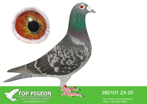 LOT 47 JACO BUCKLE MDTC AUCTION 1 – ZA 20 260101 -“DON PEDRO” 6 th Position – Million Dollar Test Race 2021 -600km—————SIRE:ZA 07 THU 7604 “DESERT STORM” FOUNDATION COCK———————DAM:ZA 16 PWF 5514 “DONSIE” JACO BUCKLE MDTC NEST SISTER to “ASHANTI” AND ALSO FOUNDATION HEN OF THE JACO BUCKLE MDTC OLR BLOODLINE! GRANDMOTHER TO: ZA 19 PRPC 19372 “VENI VIDI VICI” Alias “NO 1” – SIRE: “THE SUPREME PAIR”.SEE PEDIGREE!!!
