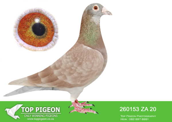 LOT 50 JACO BUCKLE MDTC AUCTION 1 – ZA 20 260153 -“DON JUAN” 8 th Position – Million Dollar Test Race 2021 -600km—————–SIRE:ZA 07 THU 7604 “DESERT STORM” FOUNDATION COCK.—————-DAM:ZA 16 PWF 5514 “DONSIE” JACO BUCKLE MDTC NEST SISTER to “ASHANTI” AND ALSO FOUNDATION HEN OF THE JACO BUCKLE MDTC OLR BLOODLINE! GRANDMOTHER TO: ZA 19 PRPC 19372 “VENI VIDI VICI” Alias “NO 1” – SIRE: “THE SUPREME PAIR”.SEE PEDIGREE!!!