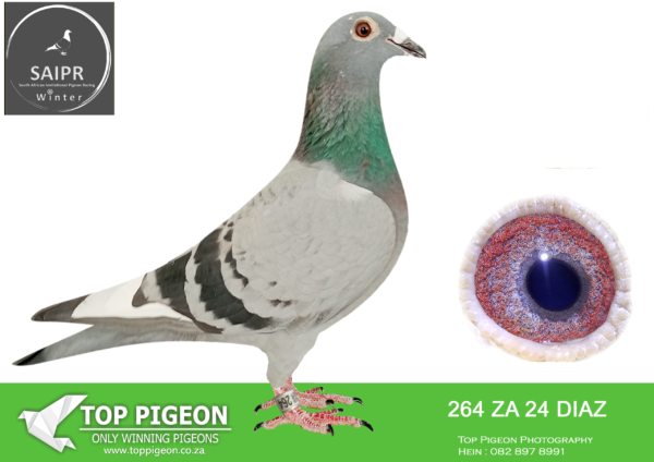 LOT 25 SAIPR OLR – Engelbrecht & Phillips- za diaz 24 264 -2. Ace Bird SAPIR 2025 WINNING R20 000.00 13. Hot Spot 1 286km 1232mpm ,20. Hot Spot 2 350km 1222mpm, 65. Final 580kM 1152mpm———SIRE:2361 ZA 21 DUTCH 3 Colour: CHEC Flew SAPIR 2022 2. Final (Dropped with winner) 8. Ace Bird Averages ,  7. Hotspot 4,  37. Hotspot 1.—————-DAM:4406 ZA 18.  Colour: BB My No 1 Stock Hen: 18. Final Diaz 635km 1221mpm , 2. Knockout Winner, 3  Ace Bird Velocity  –MOTHER TO:— *35939,*2471,* 4473 & *4474 2. Ace Bird Diaz 2022 , 4. Ace Bird Dinokeng 2022 , 4. & 10. Ace Birds EL Combine 2021,  5. & 11. Ace Birds Border Union 2021.SEE PEDIGREE!!!!!!