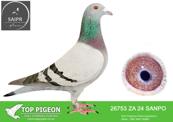 LOT 30 SAIPR OLR – Nico & Justin- ZA SANPO 26753 2024 -13th Final Colesburg 580km WINNING R25 000.00 , 2nd Hotspot ACE pigeon by 0000.8078 meters per minute. WINNING R15 000.00 . 14th Hotspot 1 Builtfontein 286km, 30th Hotspot 2 Glen 350km, 1st Hotspot 3 Edenburg 437km WINNING R25 000.00.  11th Hotspot 4 Springfontein 505km.  —————-SIRE:ZA 24 BPFD 2309. Strain: HUYSER SIOEN Clickpair . Super racing pigeon. Bloemontein Federation Winner Willowmore 540km2024. As a 2024 baby flying in 2024 he acheived 2nd Open ACE pigeon Bloemfontein Federation behind his full sister 3649. Plus he was 2nd Middle Distance ACE pigeon Bloemontein Federation behind his full sister 2884. 2884 was SANPO Silver Medal Middle Distance 500-2000 pigeons 2024. She was also 1s ACE Overall, 1 Yearling ACE and 1st Middle Distance ACE Bloemontein Federation 2024.————DAM:ZA 23 GPU 3477. Alias “SUPER FRILL SIOEN” Strain: PIGEON PALACE 4th Final SAPIR on a very hard race. 7th Hotspot Ace. Bred from2 Super parents at the Pigeon Palace. 190th Hotspot I Theunissen 275km 24th Hotspot 2 Glen 355km 2nd Hotspot 3 Edenburg 438km 13th Hotspot 4 Springfontein 505km 4th Final Colesburg 580km.SEE PEDIGREE!!!
