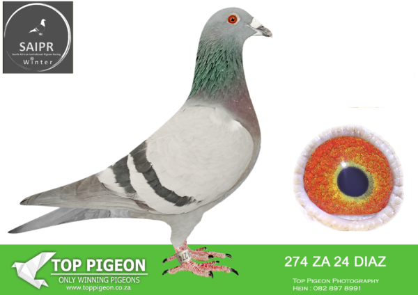 LOT 17 SAIPR OLR – Engelbrecht & Phillips- za diaz 24 274 -SIRE: 1576 ZA 21 CRU.Alias “4th Ace” Strain: Du Preez&Deetlefs Color: BB 4th Ace Bird Carnival OLR 2022 WInter 4th Race 3 460km 1315mpm 4th Race 5 505km 1346mpm 28th Main Race 630km 1047mpm.————DAM:ZA 22 GRPF 596 . PIGEON PALACE. SIRE AND DAM IS BRED BY FERDIE LUBBE (MOUNTAIN LOFTS). THIS HEN IS A FULL SISTER TO MOUN 806/18 1ST PTA UNION AND 1ST GAUTENG COMBINE. HER SIRE HAS BRED 4 WINNERS FOR PIGEON PALACE. HER GRANDSIRE ALLREADY BRED 10 WINNERS.SEE PEDIGREE!!!!