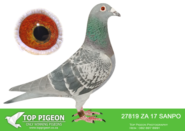 .LOT 1 PIGEON PALACE – ZA 17 SANPO 27819 -Super racer union & Gauteng Combine winner. Linebred to the very best SANPO medal winning birds in this family.This is a super hen that bred top racers. also 2 GRPF winners. Dam to 7629/20 a 4x winner also 4x 2nd in Alberton GPU club. 7629/20 SANPO Bronze medal winner short distance. Best bird in club and union.————-SIRE:ZA-13-10033 C “NUMBER ONE”.Foundation cock.. Halfbr. ‘Concorde’ SANPO Gold medal & ‘Mirage’3 x winner also Gauteng combine winner. Sire & g/sire to great performers OLR and union level.G/sire Africa Pro OLR final winner.————-DAM:ZAD-14-06223 H ‘Roomy Twilight’ Twilight-Turbo Tom.Union & Combine winner by 5 minutes from Noupoort 700km. Super racer over any distance. Excellent breeder. Dam to two Gauteng Combine winners also SANPO Gold medal winner allround 2019 against 500 plus birds Category A ! Very close family of superhen ‘Golden TT’.SEE PEDIGREE!!!