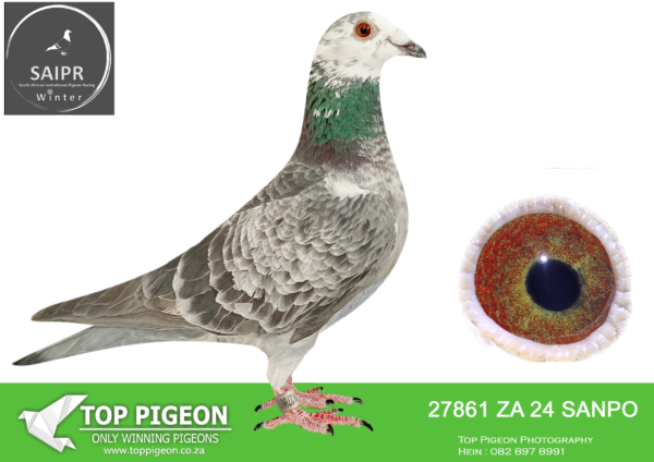LOT 44 SAIPR OLR – Ninja 1- za sanpo 24 27861 -SIRE:124 ZA 21 VPU. NINJA LOFTS.———–DAM:4005 ZA 23 VPU . NINJA LOFTS.SEE PEDIGREE!!!