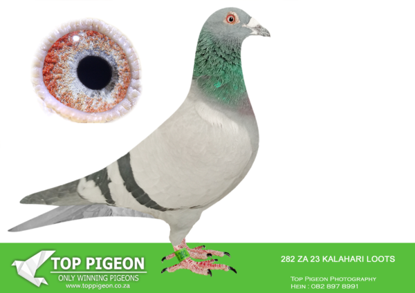 LOT 23 END AUGUST – ZA 23 KALAHARI LOOTS 282 -SIRE:’Orofino’ 155e Samdpr BB Wilhelm Stoll ‘Orofino’ & ‘Hatatitla’ Scored at the Samdpr & became Top .Breeders in South Africa! Champion ‘Orofino’. Sired ZA FB 61127-14 3x1e / Ace O/Bird. Slabber & vd Berg..Niece 11e Ace CPL Dam Equal 1e CPL that bred Knock- out Champ & Y/L Ace Dieplaagte. Sired 13e Ace Vic Falls that bred Golden Asduif  in Greeze Hans-Paul Ess————-DAM:0408 ZA SOTVL 17 ‘Renier’ Hen BB 1e Ace Bird Dinokeng Proven Breeder 1st Year Stock! ‘Renier’ 1e Ace Bird Dinokeng OL i2018. She bred 2x Union Winner 1st year at Stock. She is the Dam Leanie’ 6e Ace Bird Dinokeng OL 2019. ‘Renier’ is Gr.Dam to 9e Final Diaz 2023. Her Dam bred .more than 20 x 1e. Super Stock!SEE PEDIGREE!!!