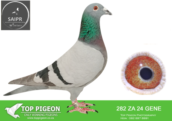 LOT 99 SAIPR OLR – JJJ vd Linde & Banie Faber- ZA GENE 282 2024*** -8TH HOTSPOT 4 ———–SIRE:314 BPF 23 ZA Strain: JJ Van Der Linde. BRED FOR STOCK.———–DAM:309 BPF 23 ZA Strain: JJ Van Der Linde Color: Blue Check BRED FOR STOCK FROM THE BEST OF THIS JJJ van der Linde OLR BLOOD LINE.SEE PEDIGREE!!!