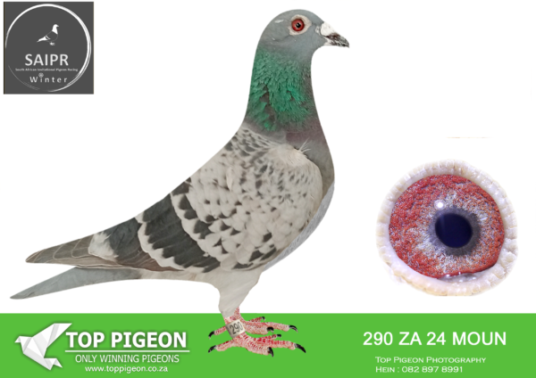 LOT 12 SAIPR OLR – Ferdie & Thys- ZA MOUN 290 2024 · “True Faith” -SIRE:BELG 20 2029534 .Alias “SUPER SABLON” Strain: DE RAUW – SABLON Color: BLUE BAR “SUPER SABLON” BELG 202934 100% De Rauw-Sablon.———–DAM: NL 23 4245993 .Alias “FLOJO’S QUEEN” Strain: P. VEENSTRA Color: BLUE CHECK “FLOJO’S QUEEN” NL23 4245993 HALVE SISTER “RETURN FLOJO” ONE OF THE BEST EVER ACES AT SAMDPR 1. ACE SAMDPR WINNING BY MORE THAN 2HRS MARGIN 14. FINAL SAMDPR GRAND MOTHER TO VICTORIA FALLS INDURACE RACE WINNER.SEE PEDIGREE!!!